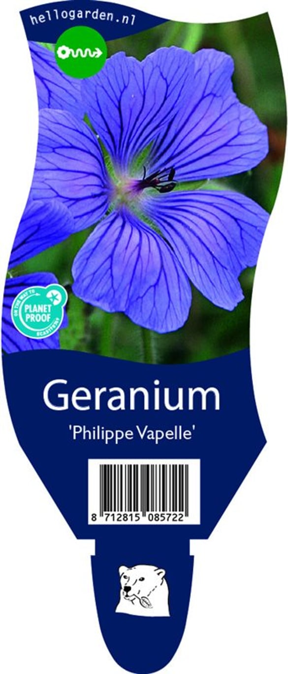 Geranium 'Philippe Vapelle' - P11